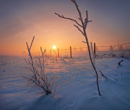 landscape, golden light, prairie, frost, snow, winter, cold, alberta, dan jurak, fence, farm, sunrise, dawn,