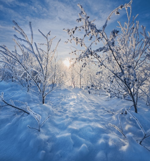 frost, snow, hoar frost, prairie, brush, landscape, vertical, Dan Jurak, Alberta,
